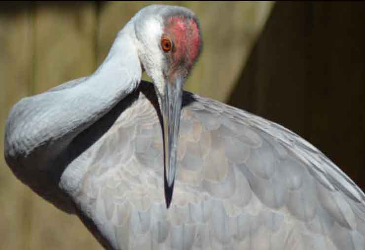Sandhill crane is a bird at the Brandywine Zoo