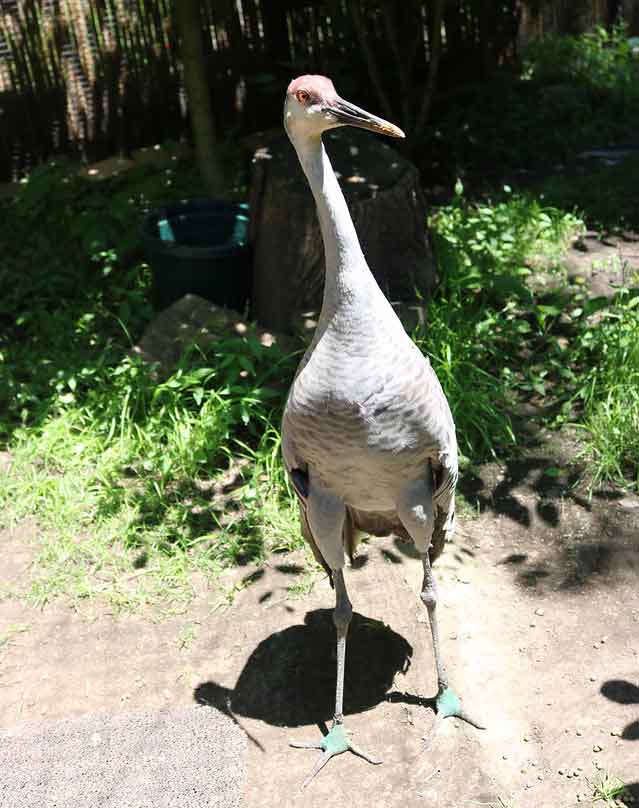 Sandhill Crane • Brandywine Zoo