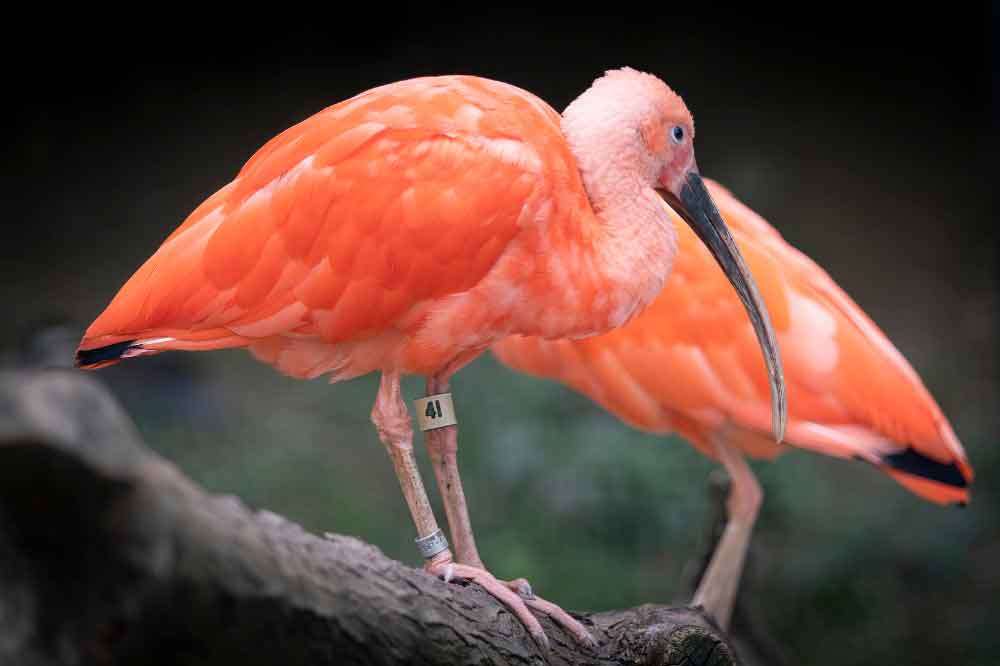 Scarlet Ibis at the Brandywine Zoo by Robert Fries