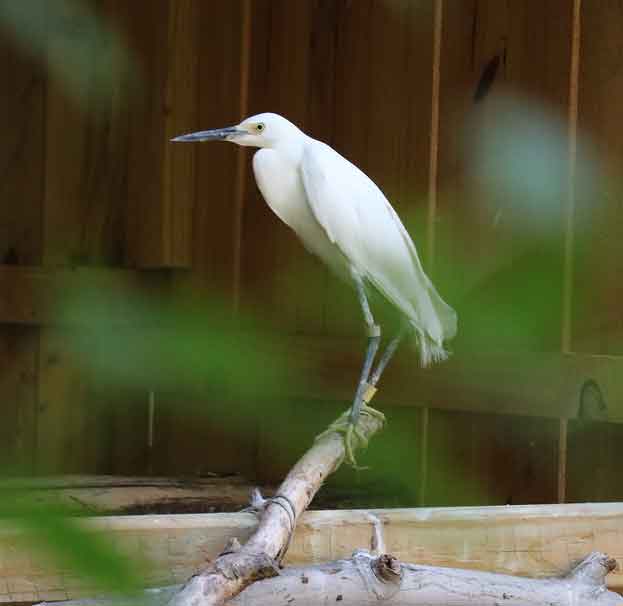 Snowy Egret at the Brandywine Zoo perched