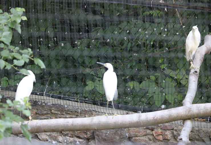 Snowy Egret is a bird at the Brandywine Zoo