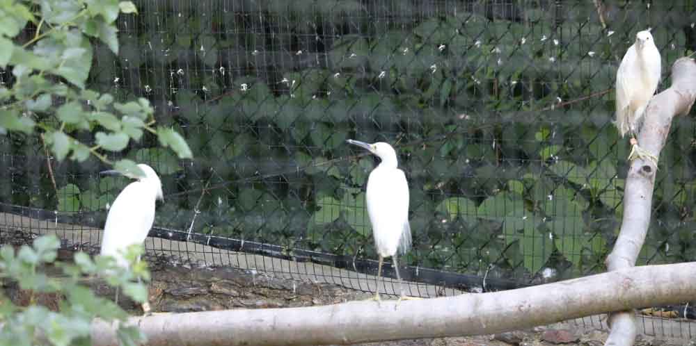 Snowy Egrets at the Brandywine Zoo