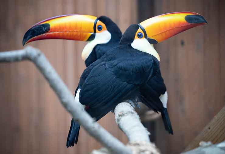 Toco toucan is a bird at the Brandywine Zoo