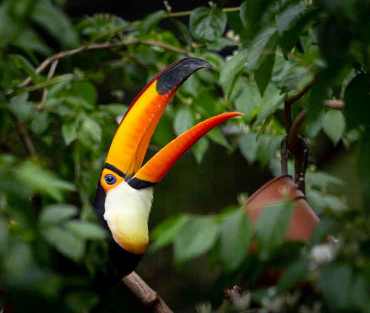 Toco Toucan at the Brandywine Zoo