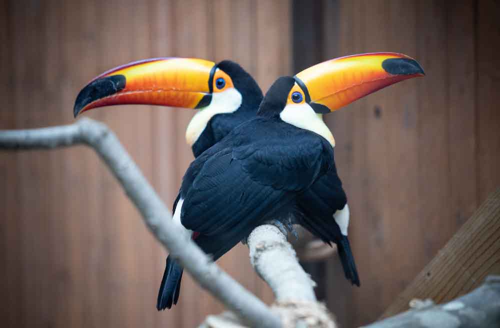 toucan beak color