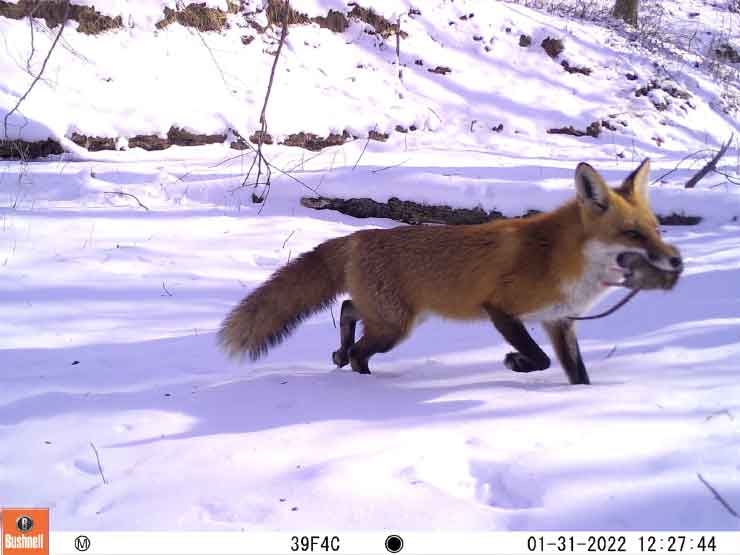 urban wild fox with rodent