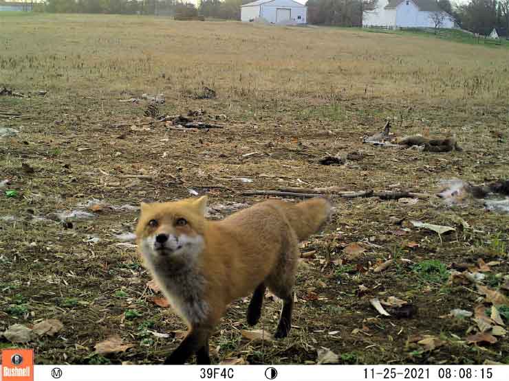 urban wild fox