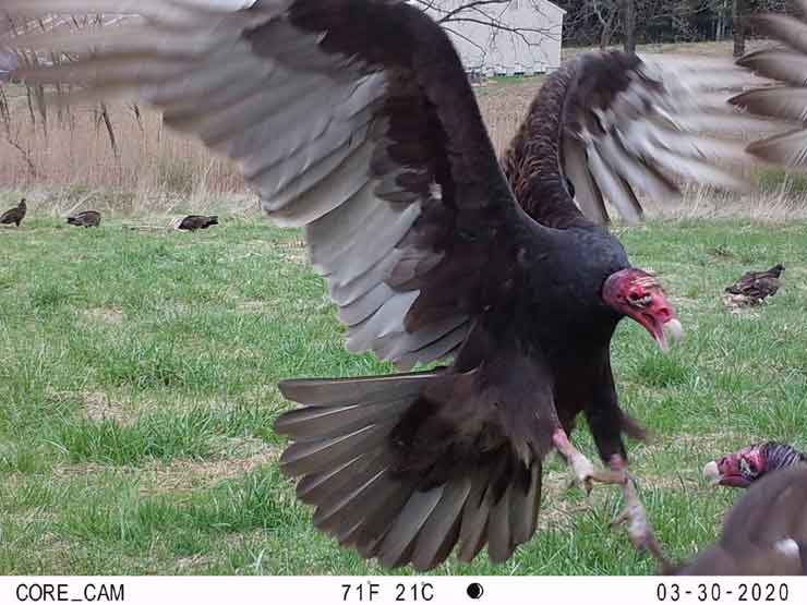 urban wild vulture attacking