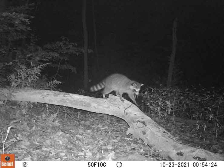 urban wild raccoon at night