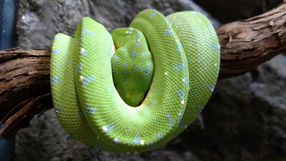 Green Tree Python at the Brandywine Zoo