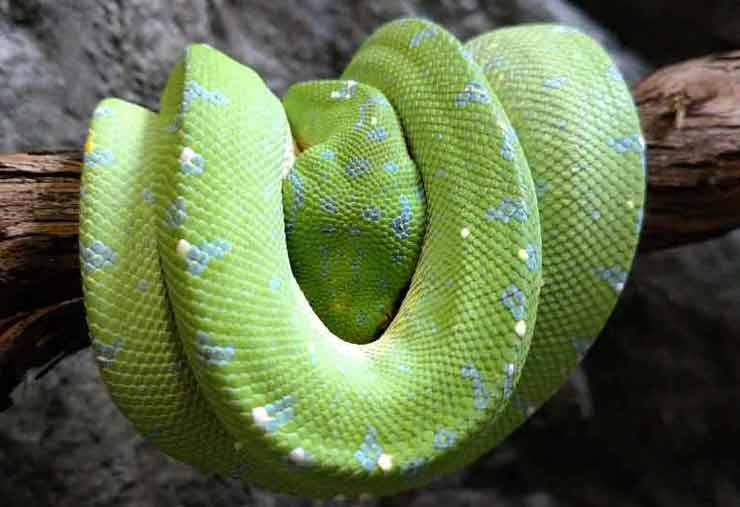 Green tree python is a reptile at the Brandywine Zoo