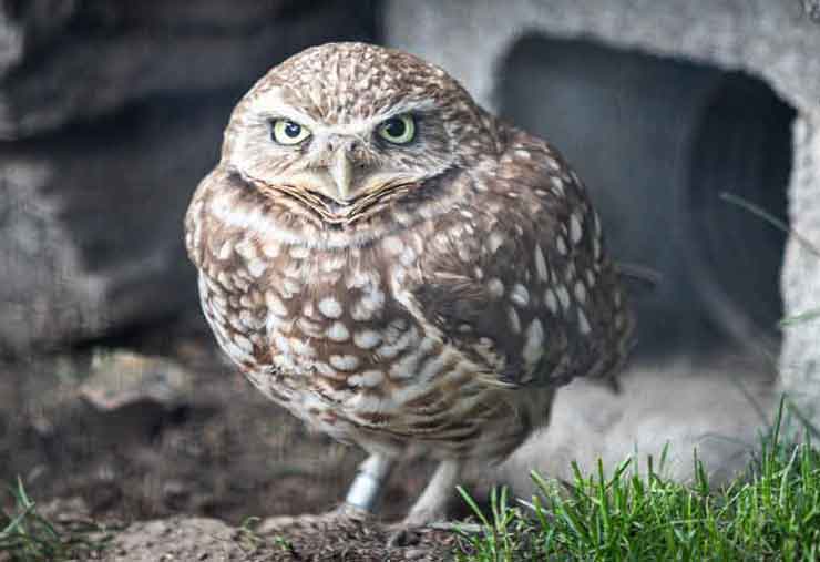 Western burrowing owl is a bird at the Brandywine Zoo