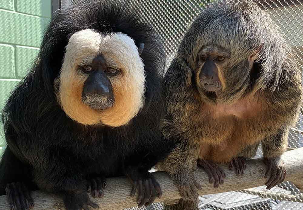 White-faced saki monkeys at the Brandywine Zoo