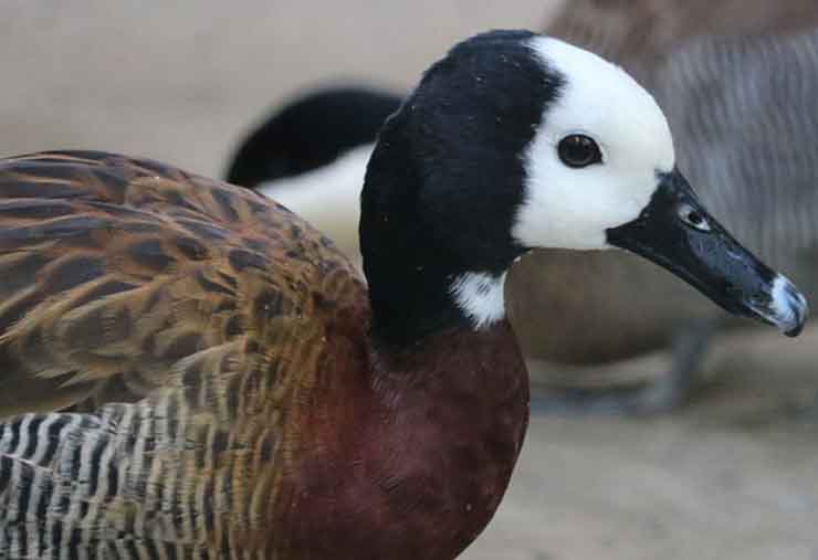 White-faced whistling duck is a bird at the Brandywine Zoo