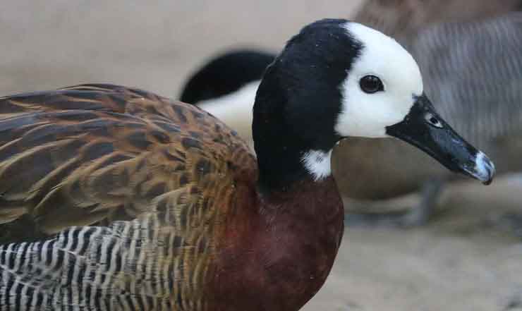 White-faced Whistling Duck at the Brandywine Zoo