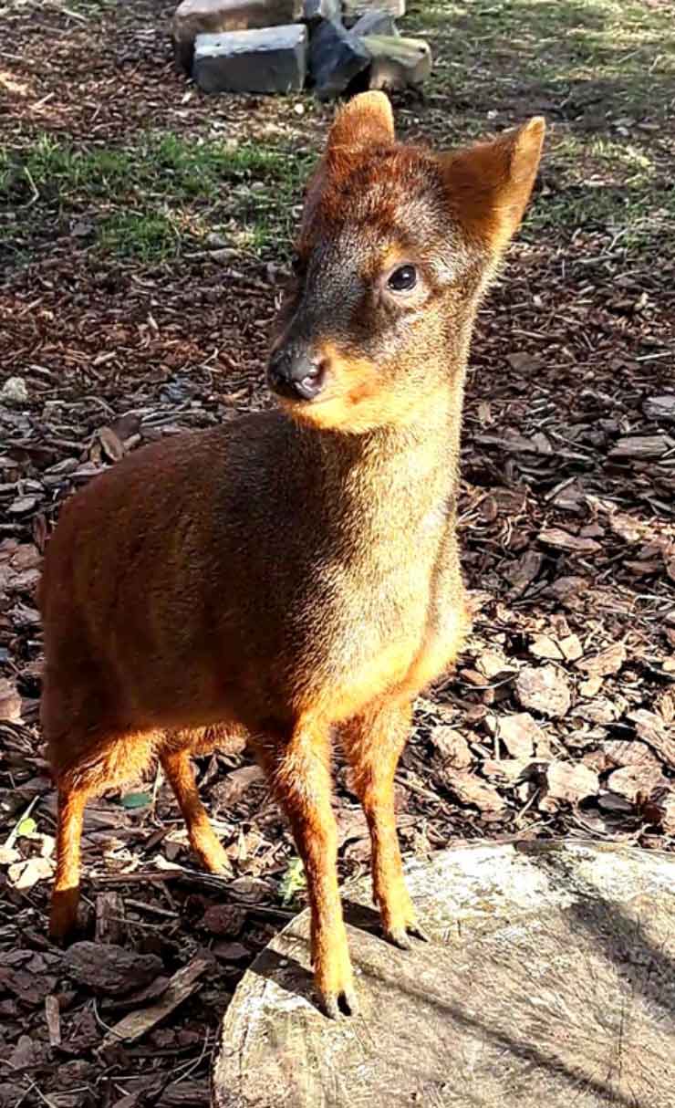 Ande southern pudu close up