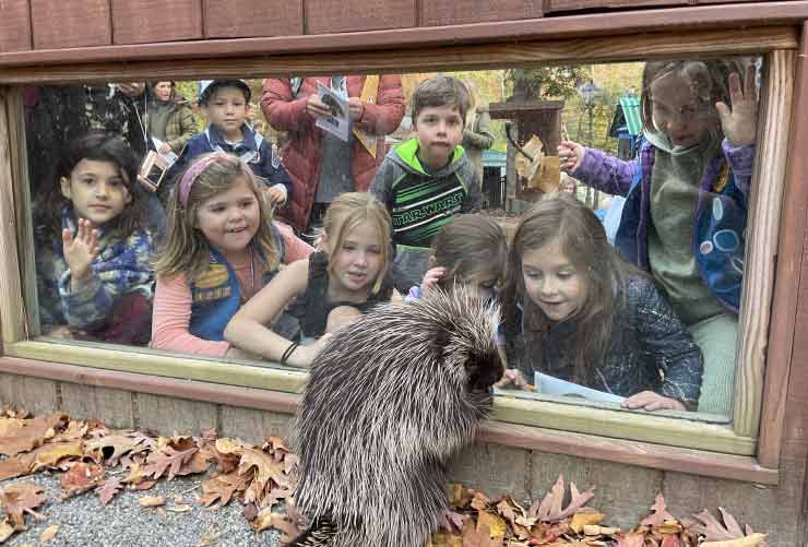 Children looking at porcupine