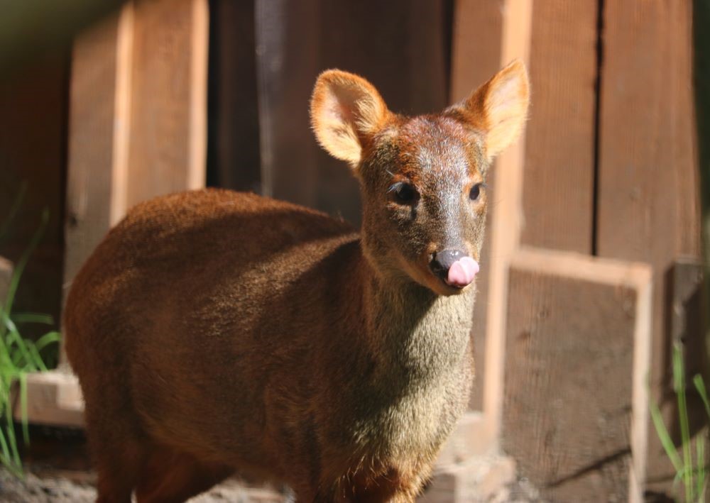 southern pudu at the Brandywine Zoo