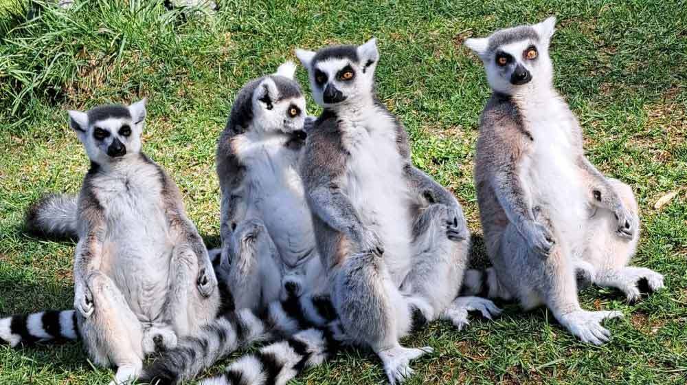Ring-tailed lemurs at the Brandywine Zoo
