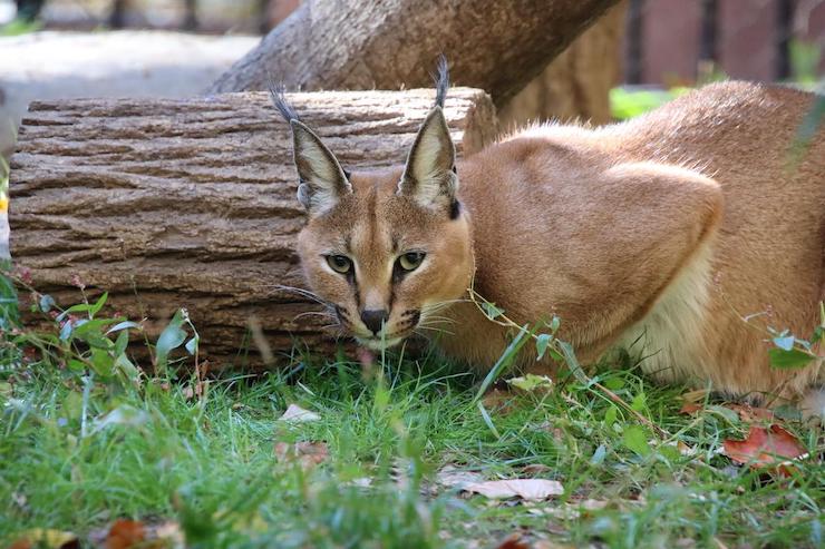 Caracal at the Brandywine Zoo