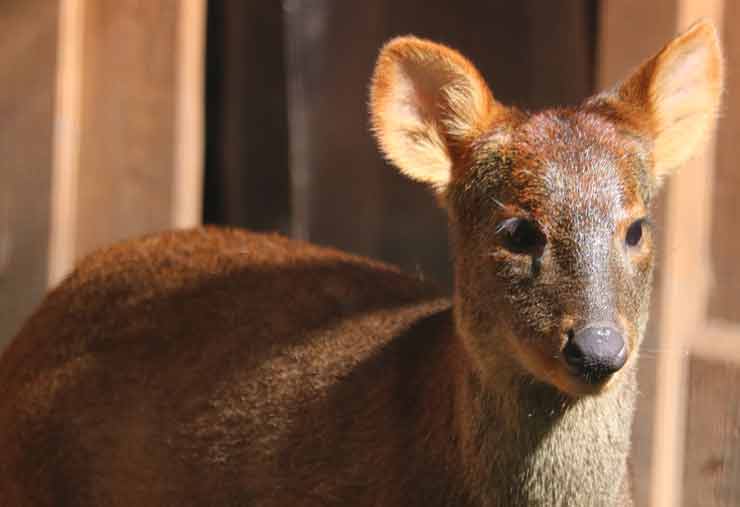 southern pudu at the brandywine zoo
