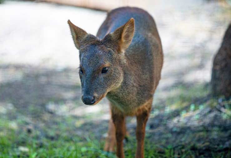 Female southern pudu at the Brandywine Zoo