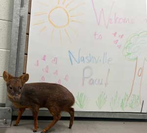 pacu southern pudu moves to Nashville Zoo