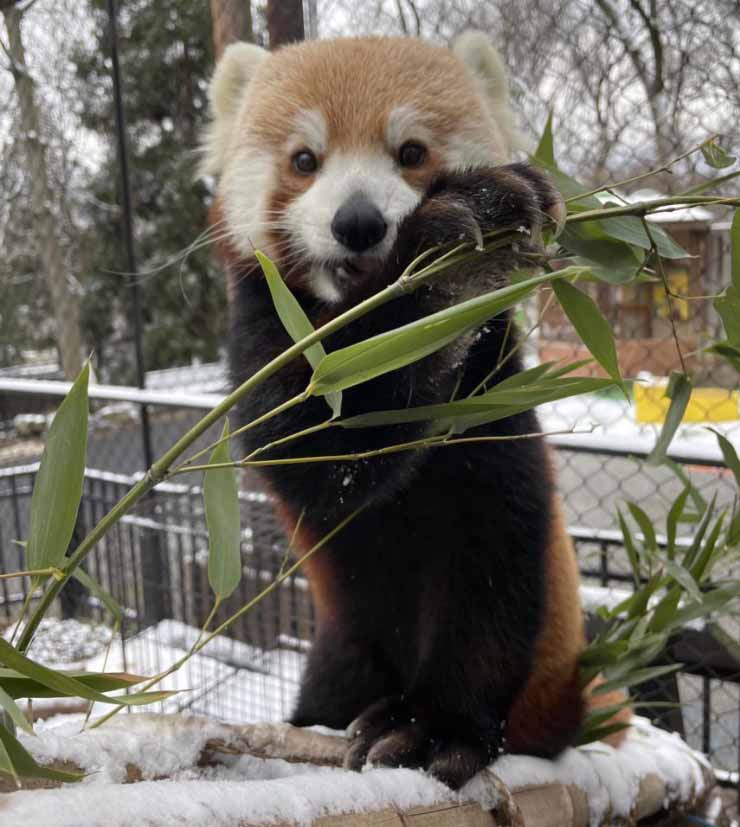 Brandywine Zoo red panda in winter