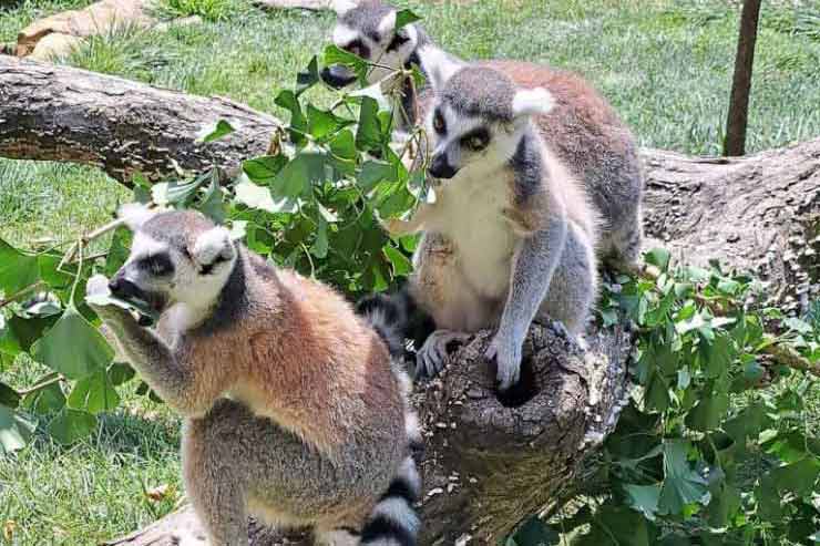 Visit the lemurs at the Brandywine Zoo
