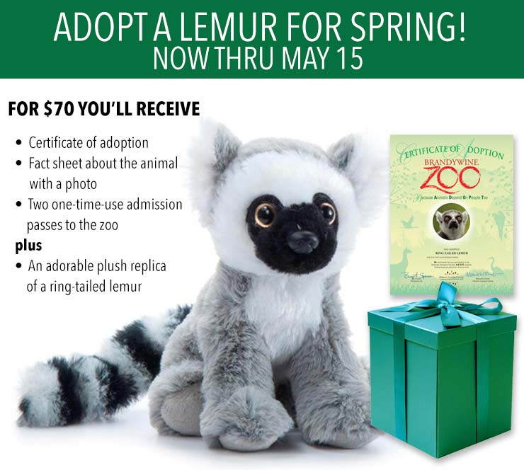 ADOPT a Brandywine Zoo Lemur for Spring!