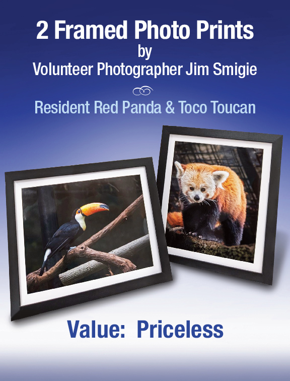 2 framed photo prints of the toucan and red panda