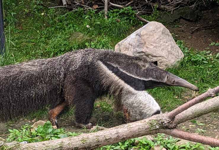 Giant Anteater at the Brandywine Zoo