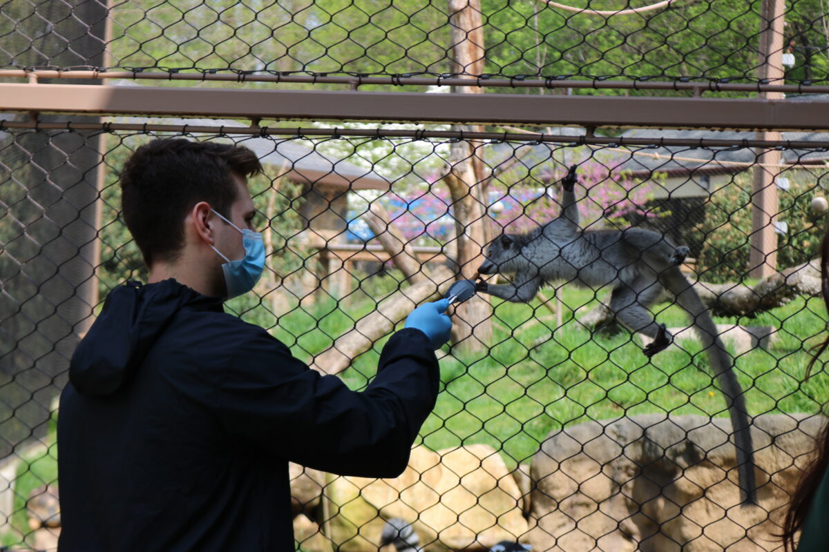 Lemur Animal Encounter