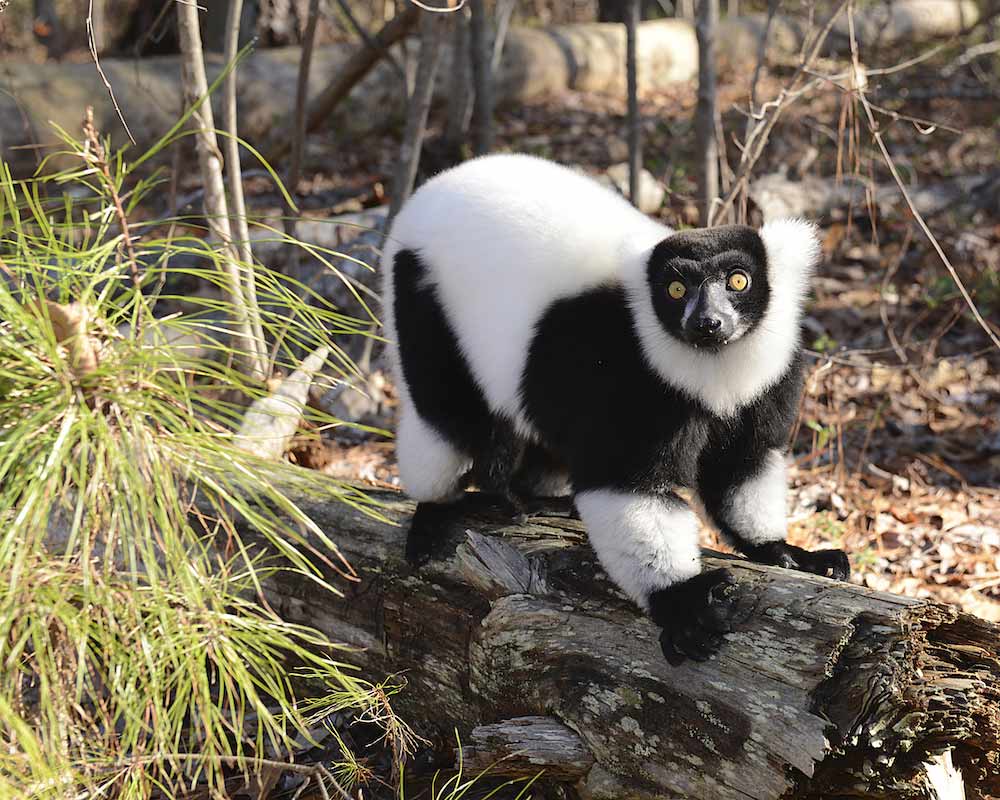 Black and white ruffed lemur on log