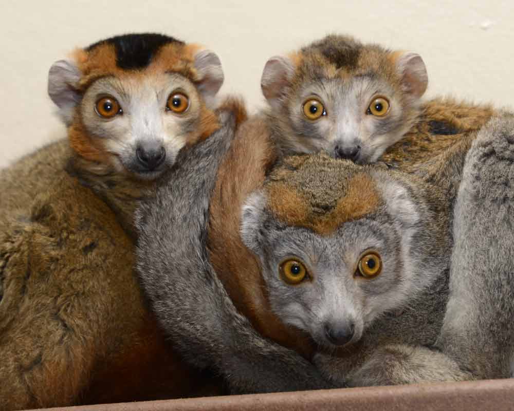 Crowned Lemur Family by Darid Haring