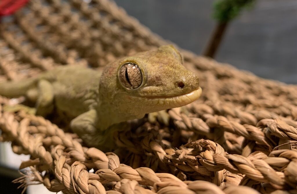 Mossy Prehensile-tailed Gecko on rope