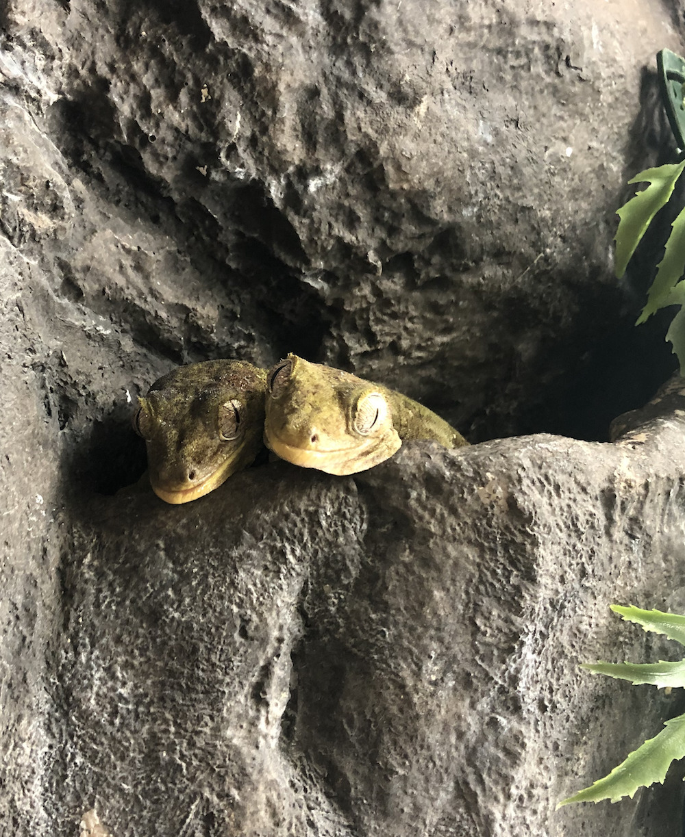 Mossy Prehensile-tailed gecko on rocks