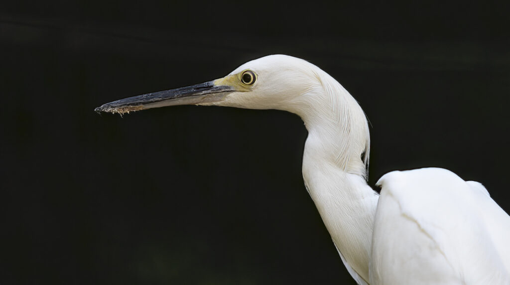 Snowy egret up close