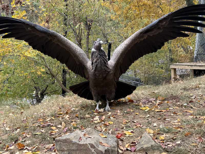 Andean Condor wings spread