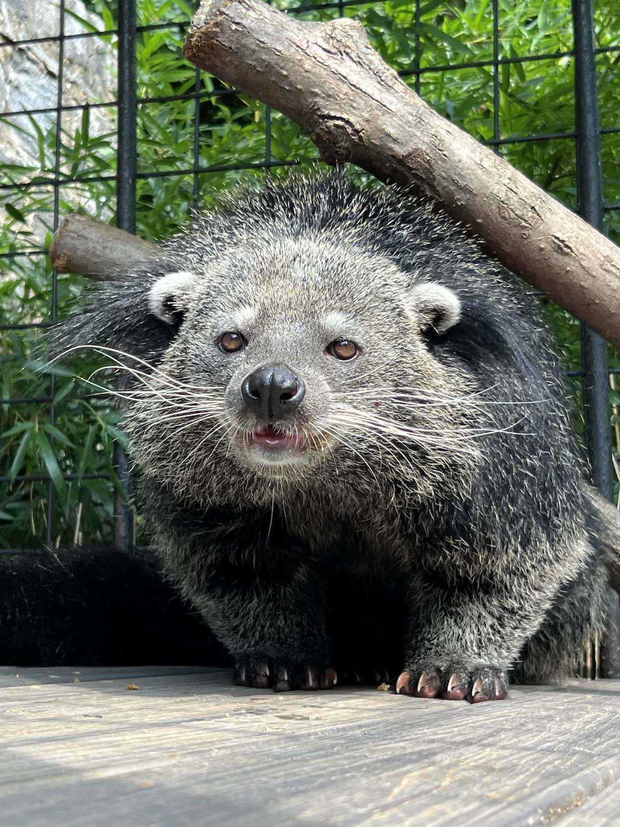 Binturong at the Brandywine zoo
