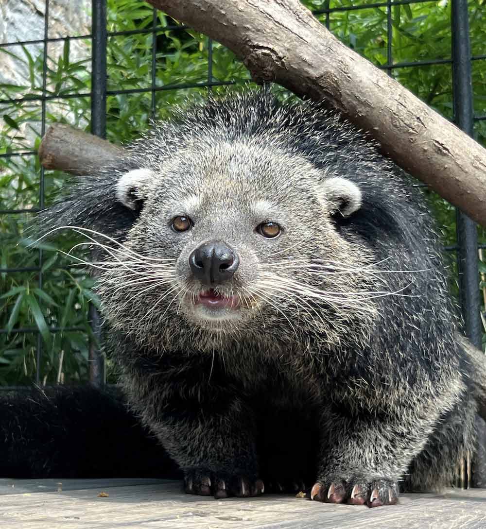 Binturong under limb