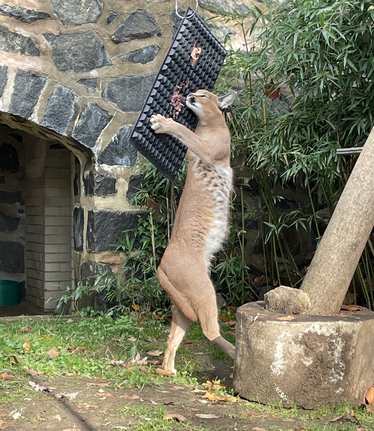 Caracal at the Brandywine Zoo