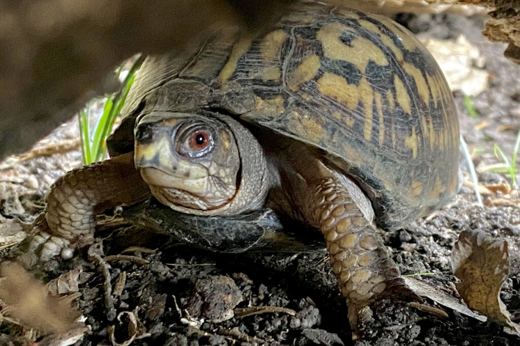 Eastern Box Turtle at the Brandywine Zoo