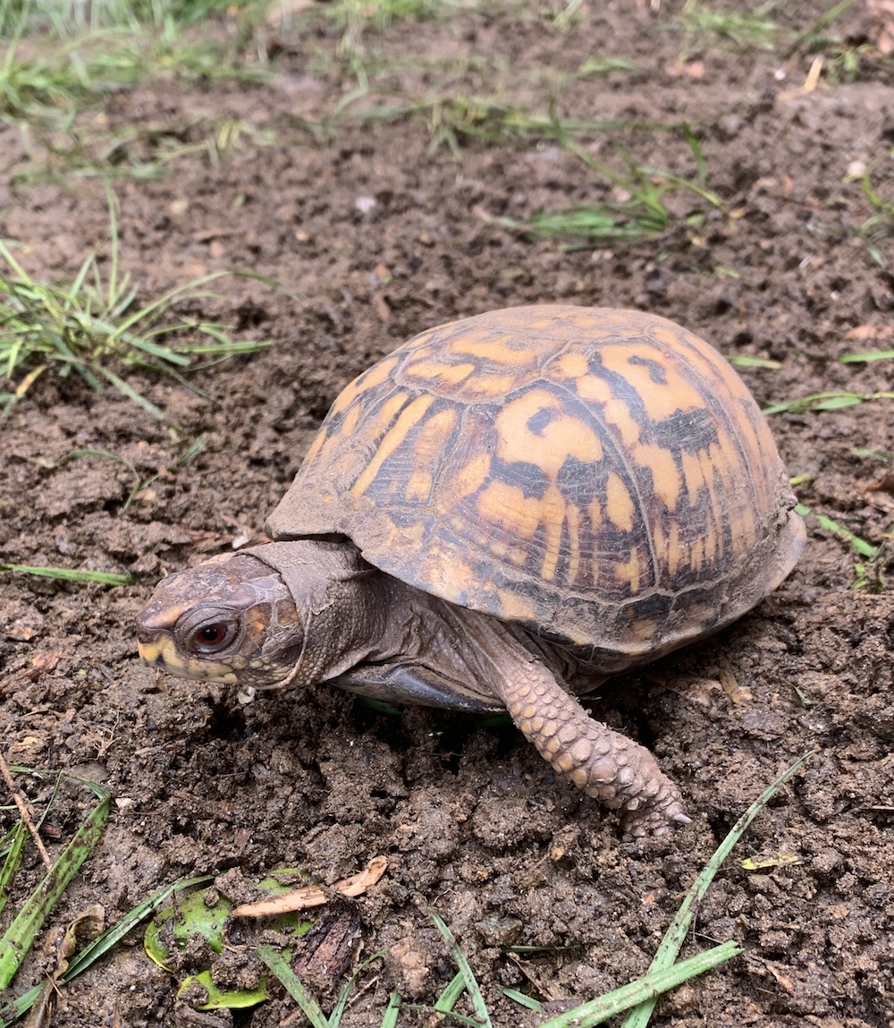 Eastern box turtle