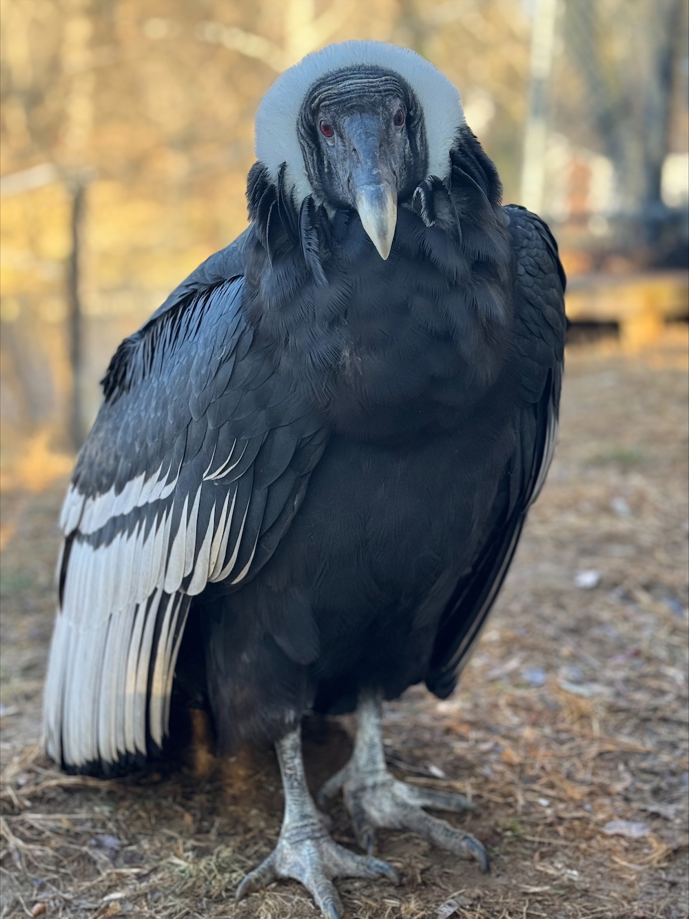 female condor at the Brandywine Zoo