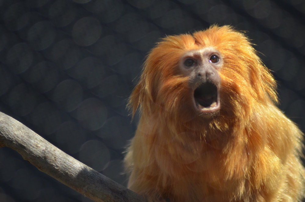 Golden Lion Tamarin at the Brandywine Zoo
