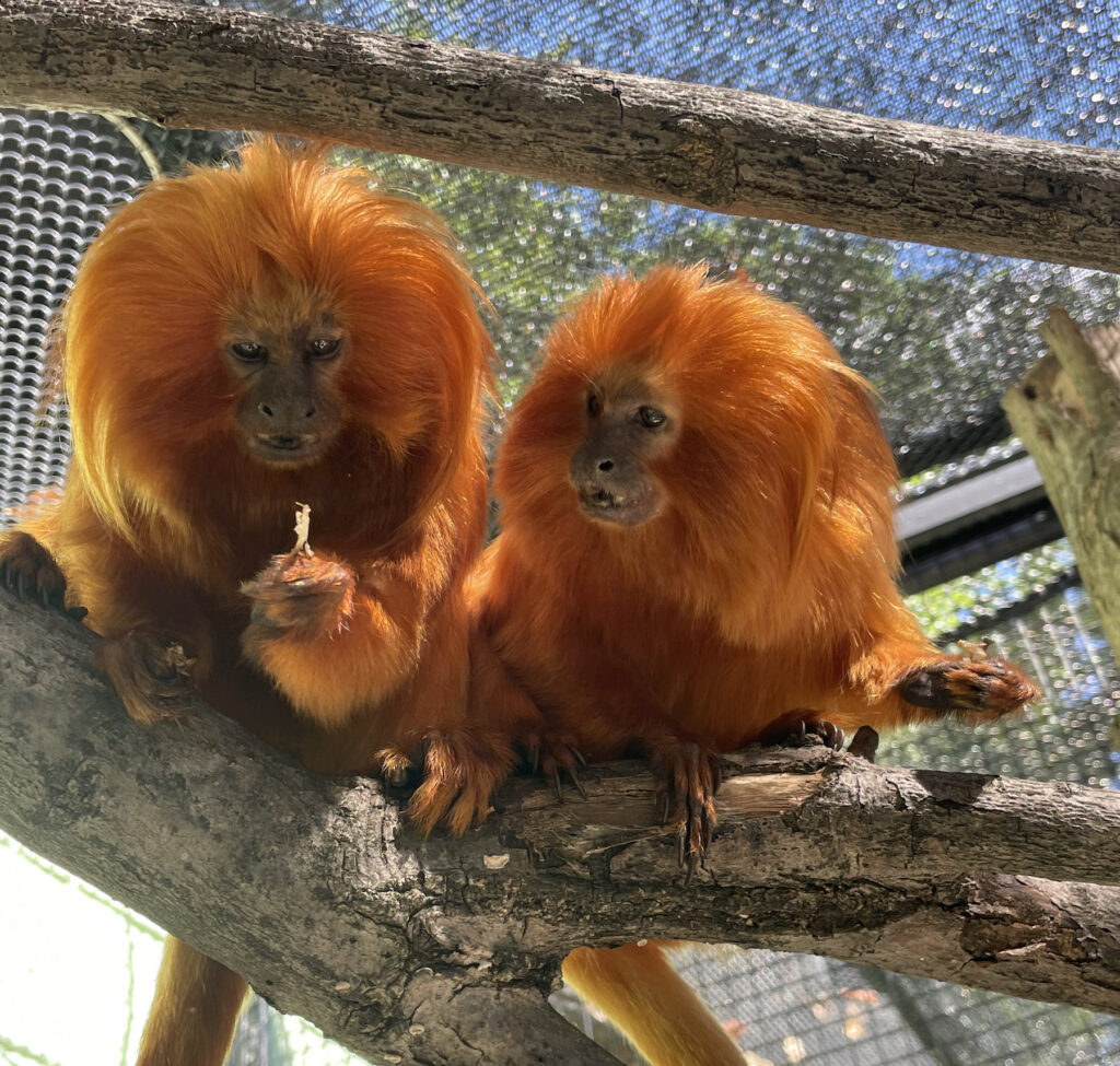 Golden Lion Tamarin at the Brandywine Zoo