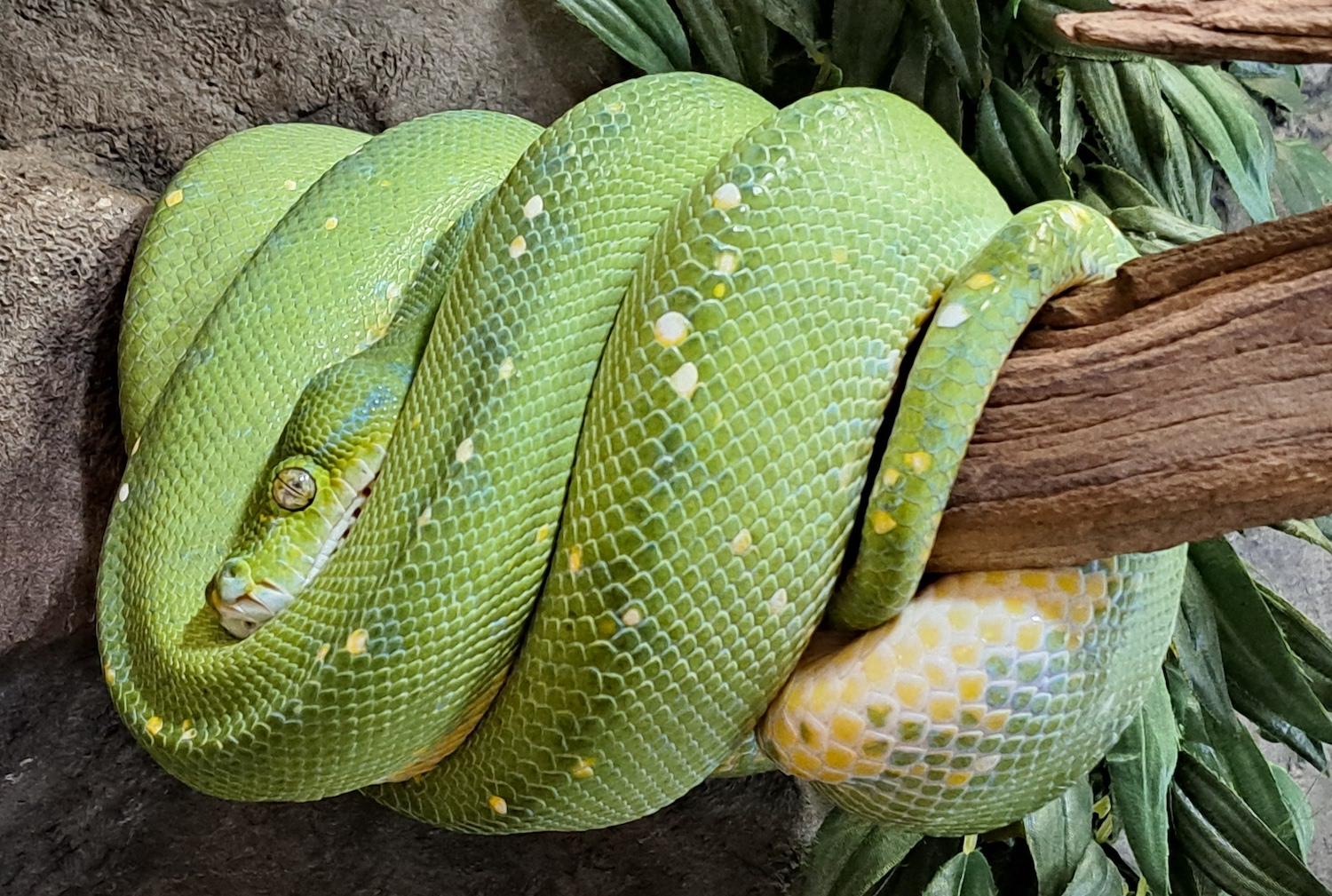 Green tree python wrapped around branch