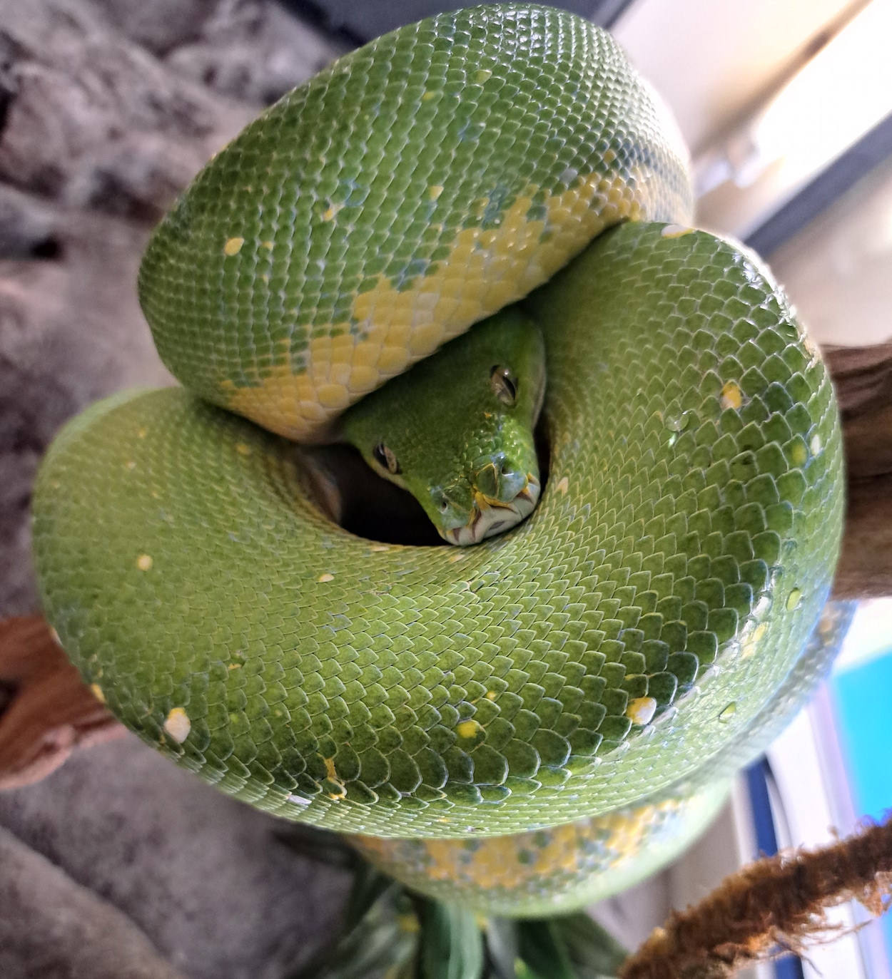 green tree python close up