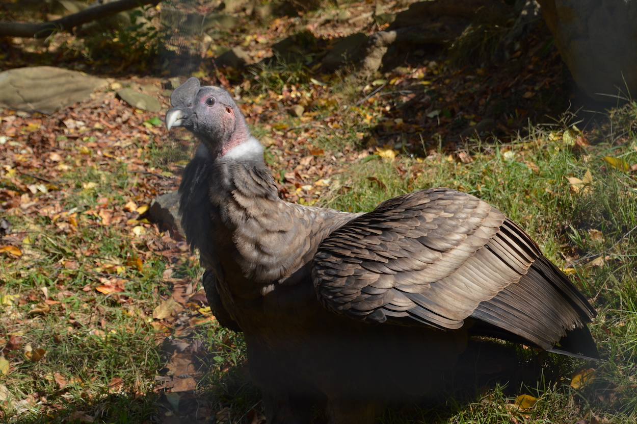 male condor at the Brandywine Zoo